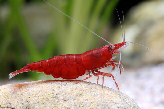 Red Cherry Super A (Neocaridina)