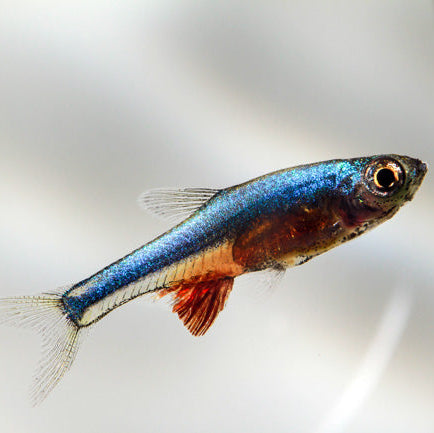 Neon Blue Rasbora – Boutique AquaNova