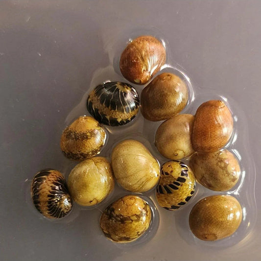 Fancy Pumpkin Snail (Vittina sp)