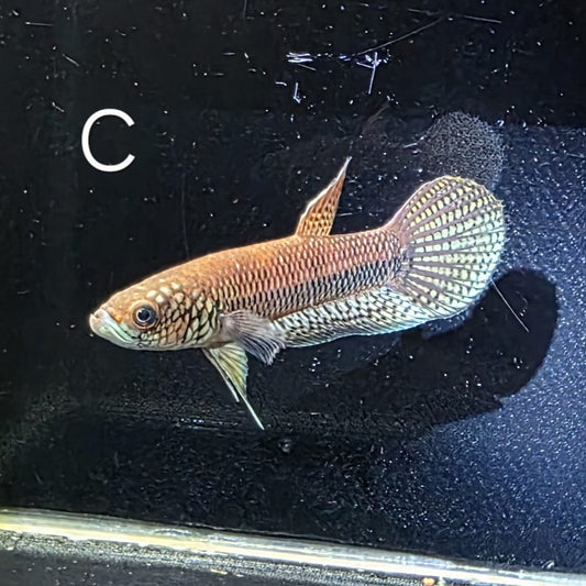 Betta sp. Antuta - Pair
