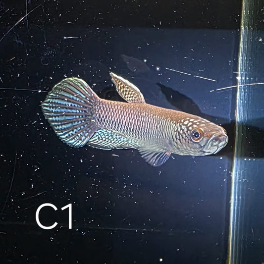 Betta sp. Antuta - Pair
