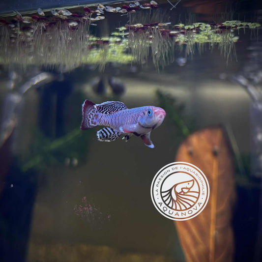 Nothobranchius Eggersi Blue