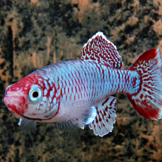 Nothobranchius eggersi bleu