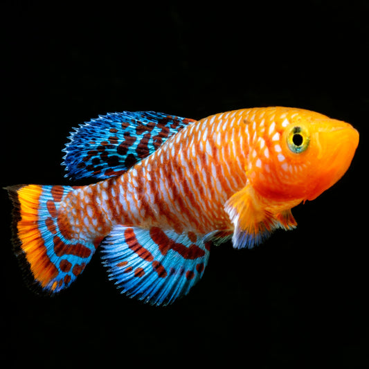 Rachov’s Notho Killifish (Nothobranchius rachovii)