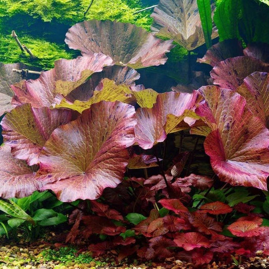 Nymphaea tiger lotus red