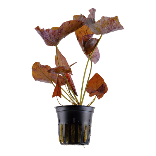 Nymphée de lotus