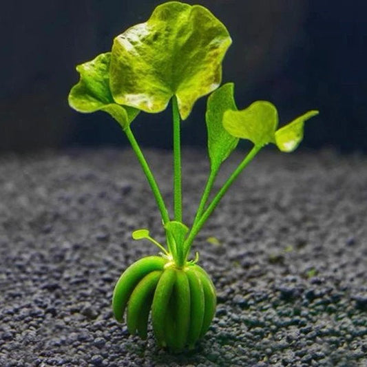 Nymphoides aquatica (Banana Lilly)