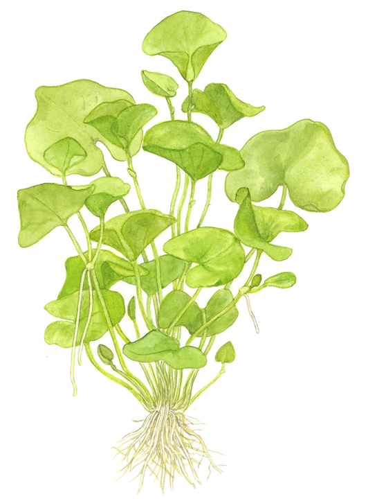 Nymphoides hydrophylla Taiwan