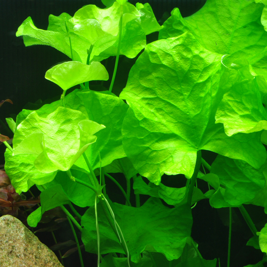 Nymphoides hydrophylla Taiwan