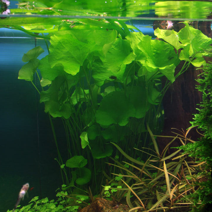 Nymphoides hydrophylla Taiwan