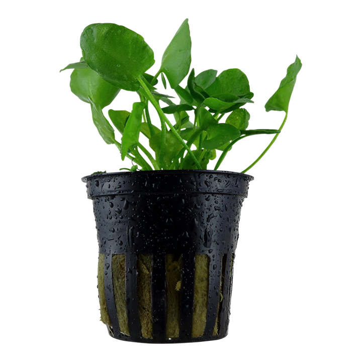 Nymphoides hydrophylla Taiwan