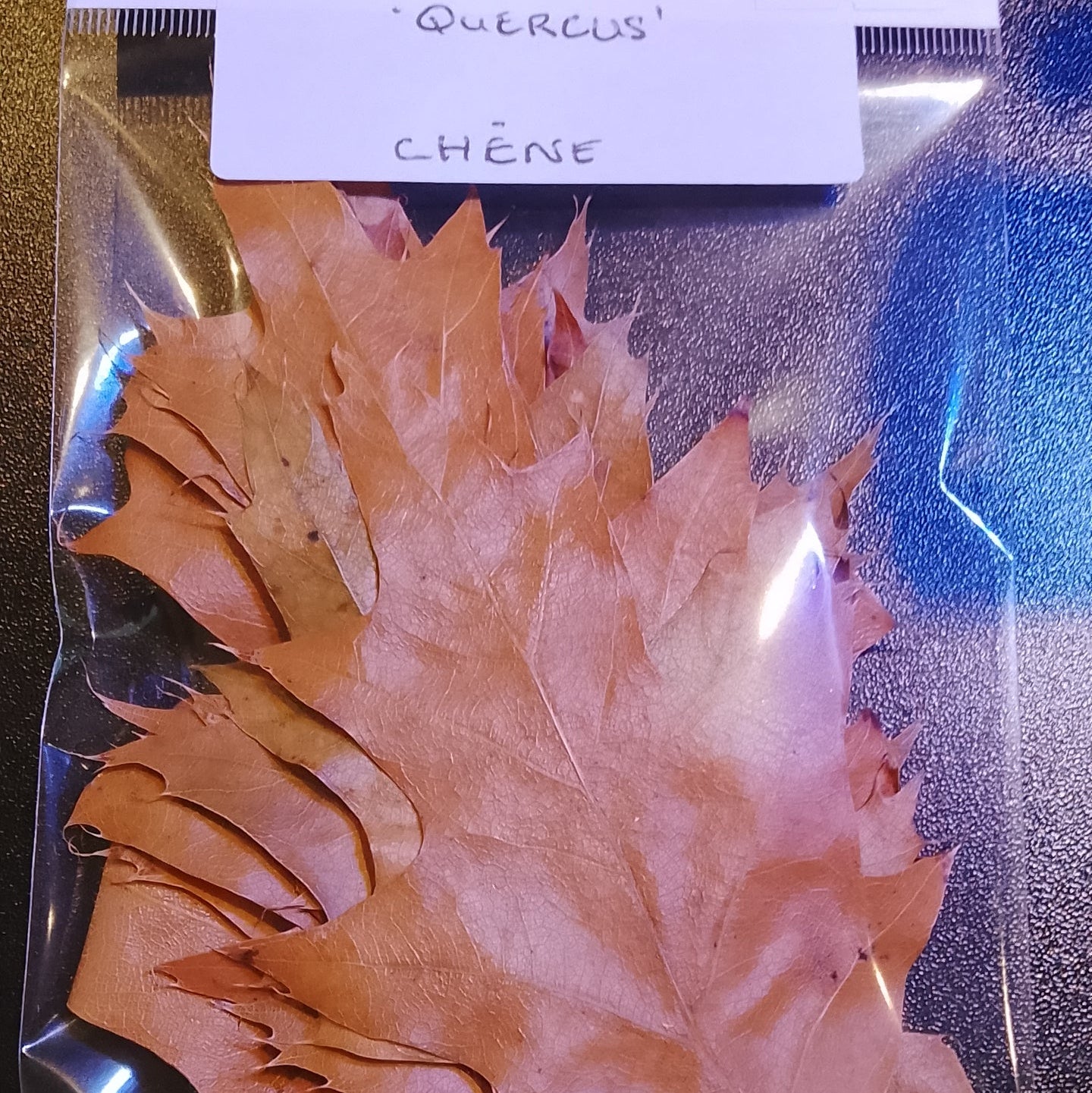 Feuilles de chêne