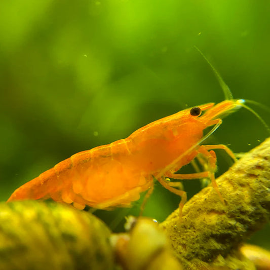Orange Shrimp (Neocaridina)