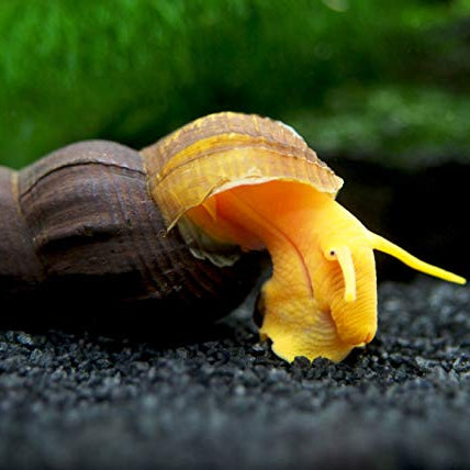 Orange Rabbit Snail