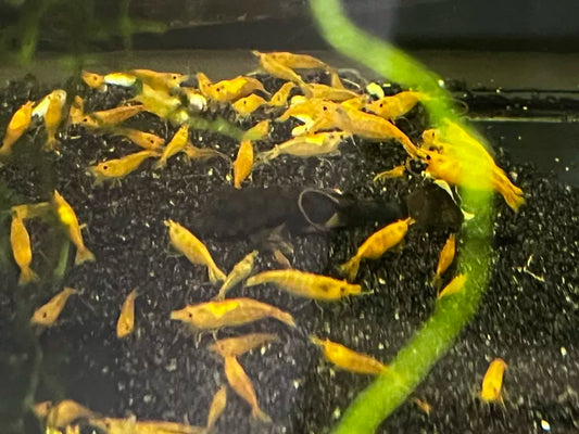 Orange Shrimp (Neocaridina)