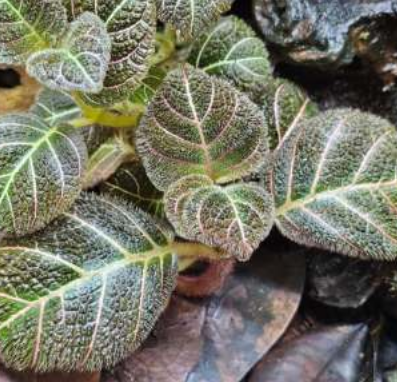 Pearcea hypocyrtiflora