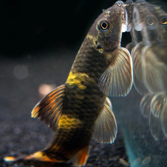 Panda Garra (Garra flavatra)