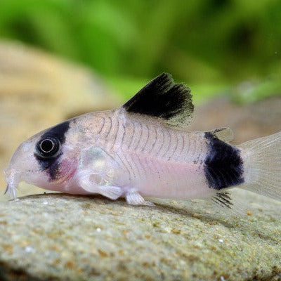 Panda CoryDora