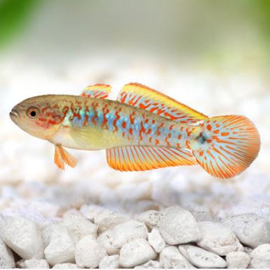 Gobie Paon  (Tateurndina ocellicauda)