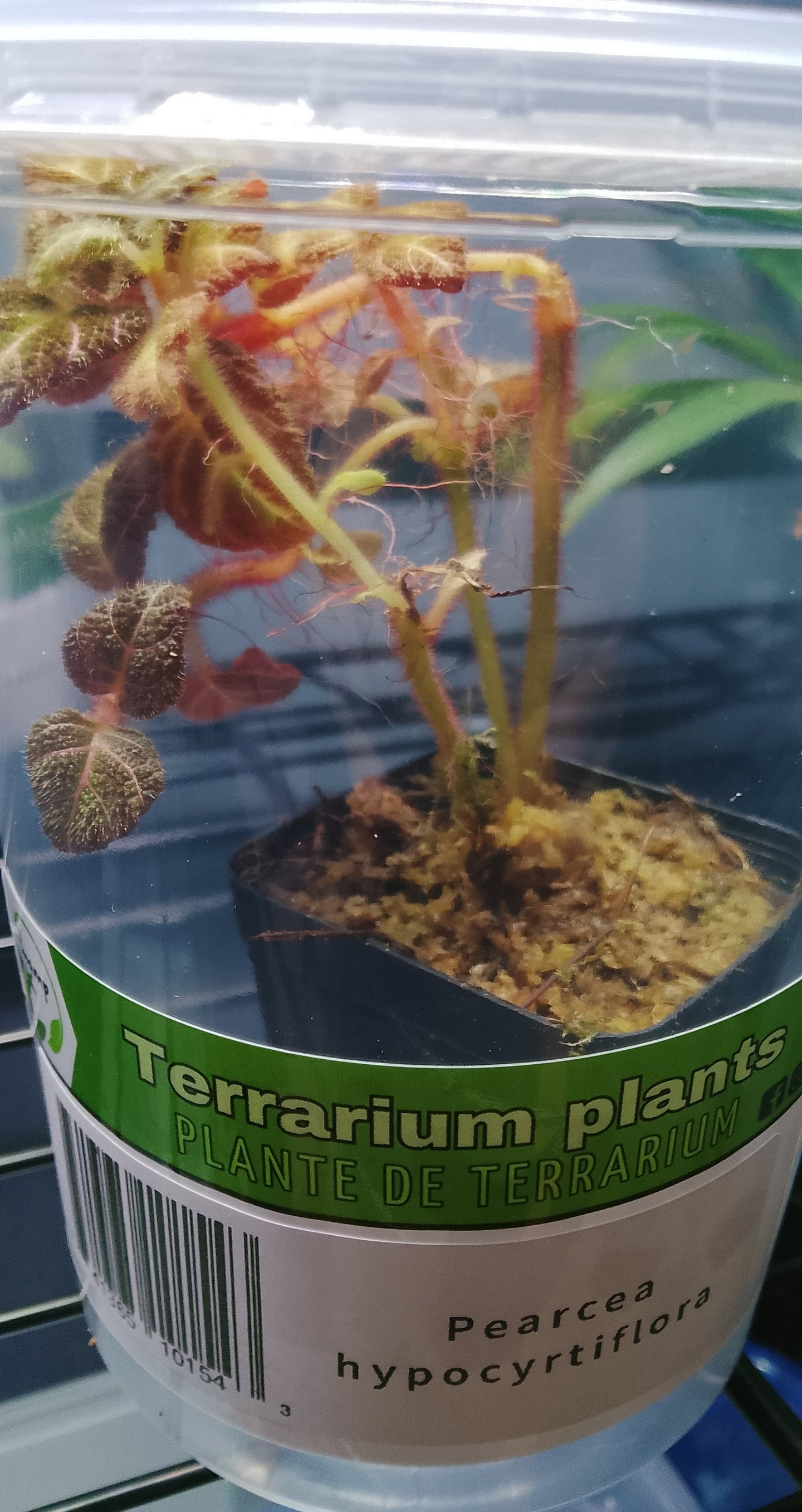 Pearcea hypocyrtiflora