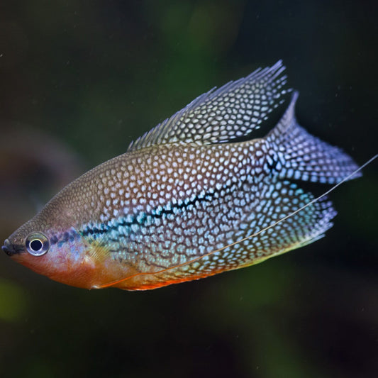 Pearl Gourami