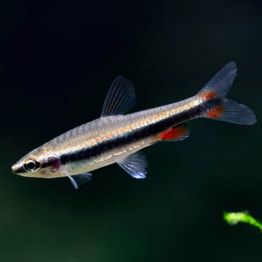 Pencil Fish Golden
