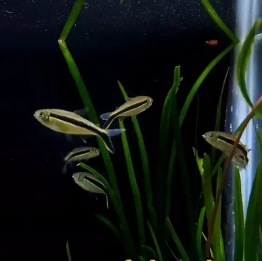 Penguin Tetra