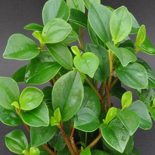 Pepperomia Cubensis