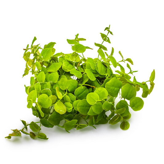 Phyllanthus fluitans