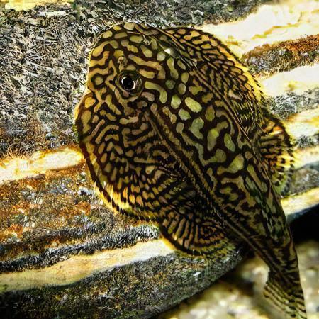 Hillstream Loach Goldring Butterfly (Sewellia lineolata)