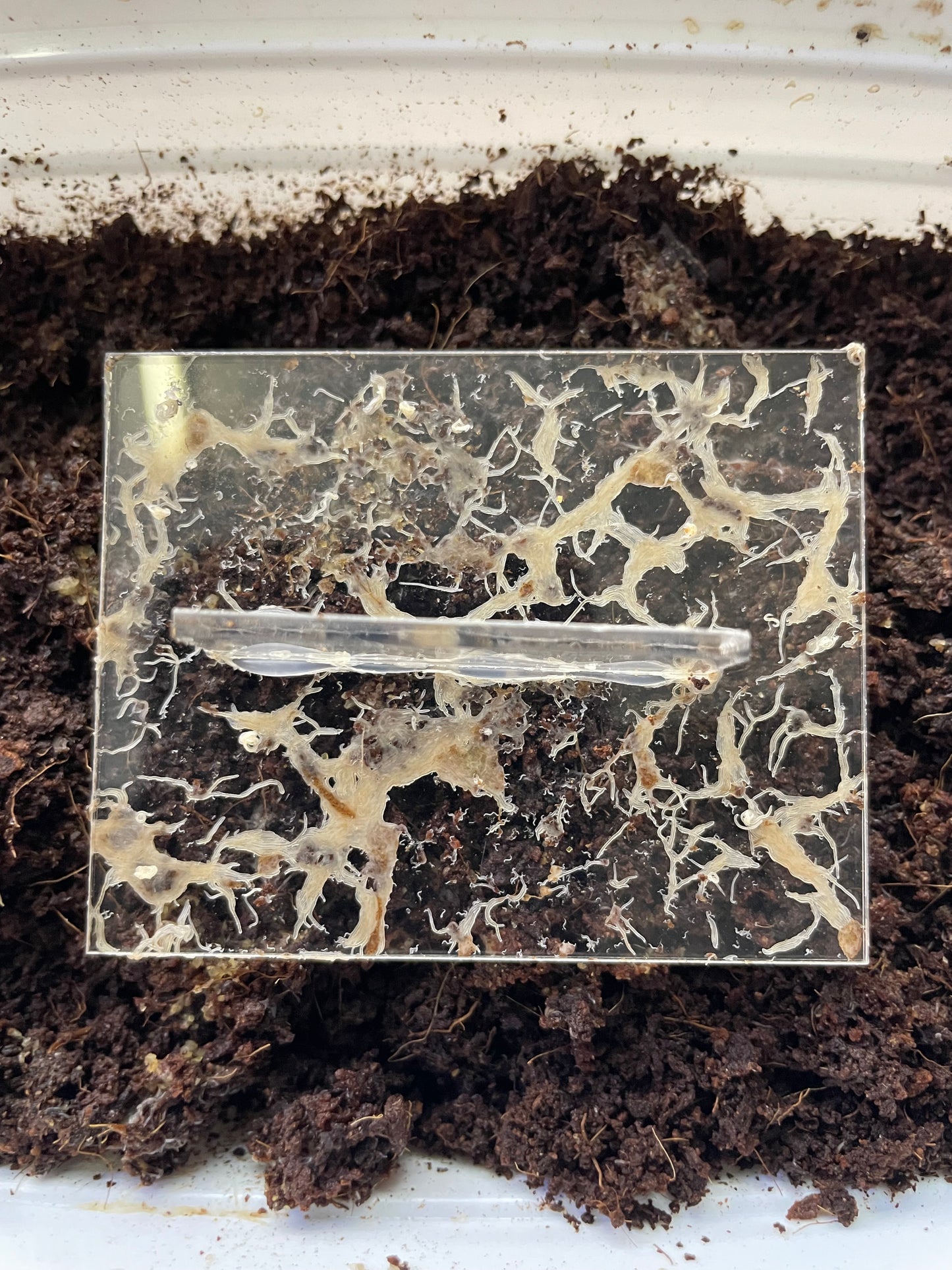 Vers Grindal - Contenant 12oz + 1 plaque de récolte