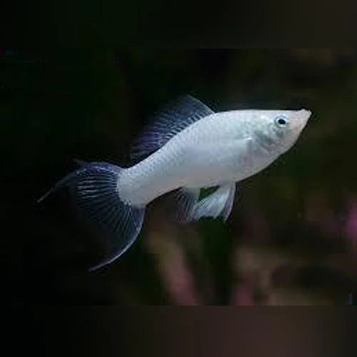 Molly argent lyretail