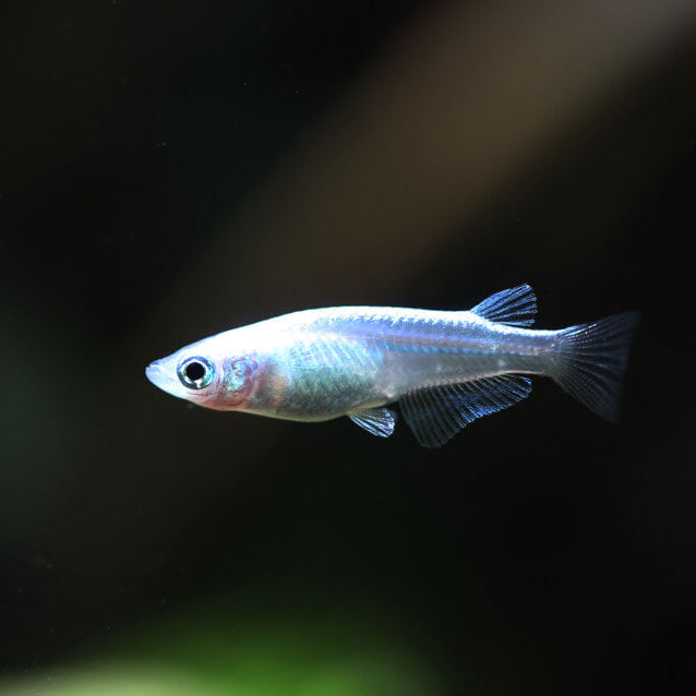 Platinum Medaka Ricefish (Oryzias latipes)