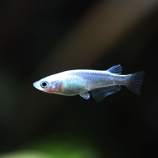 Platinum Medaka Ricefish (Oryzias latipes)