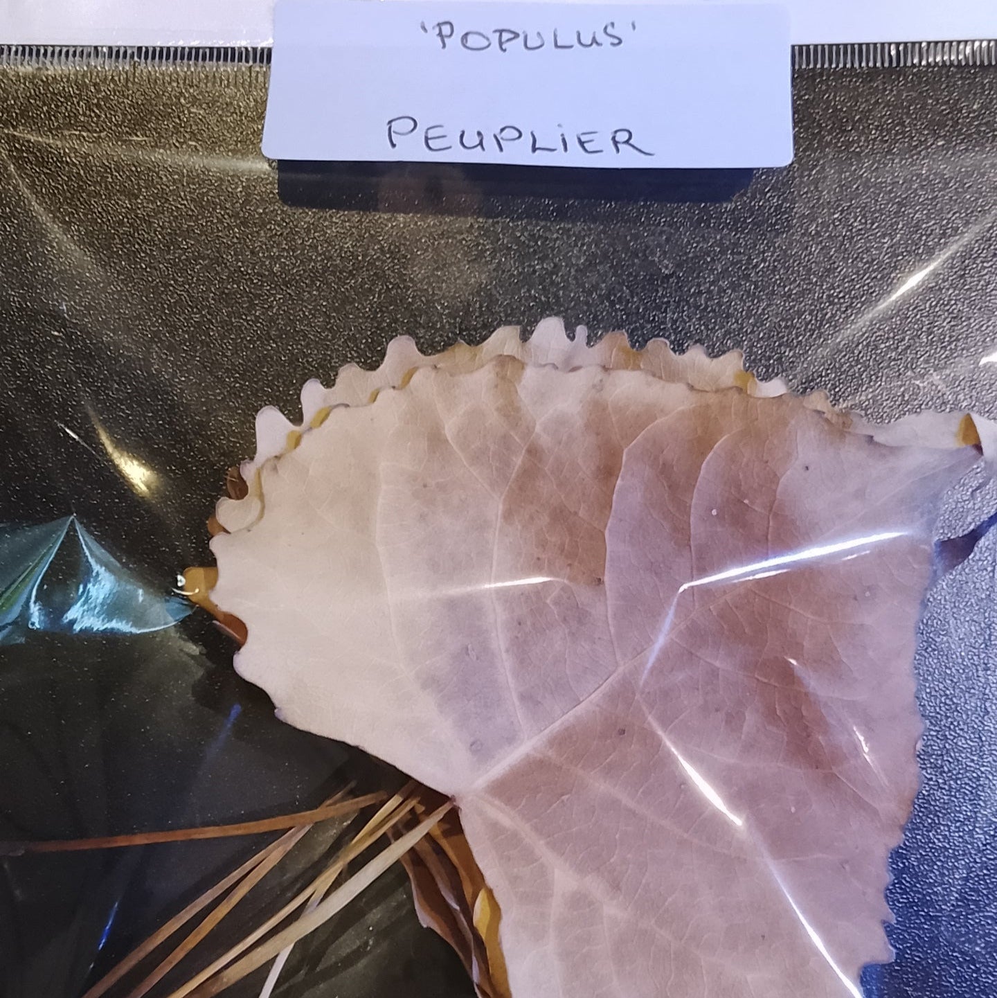 Feuilles de peuplier