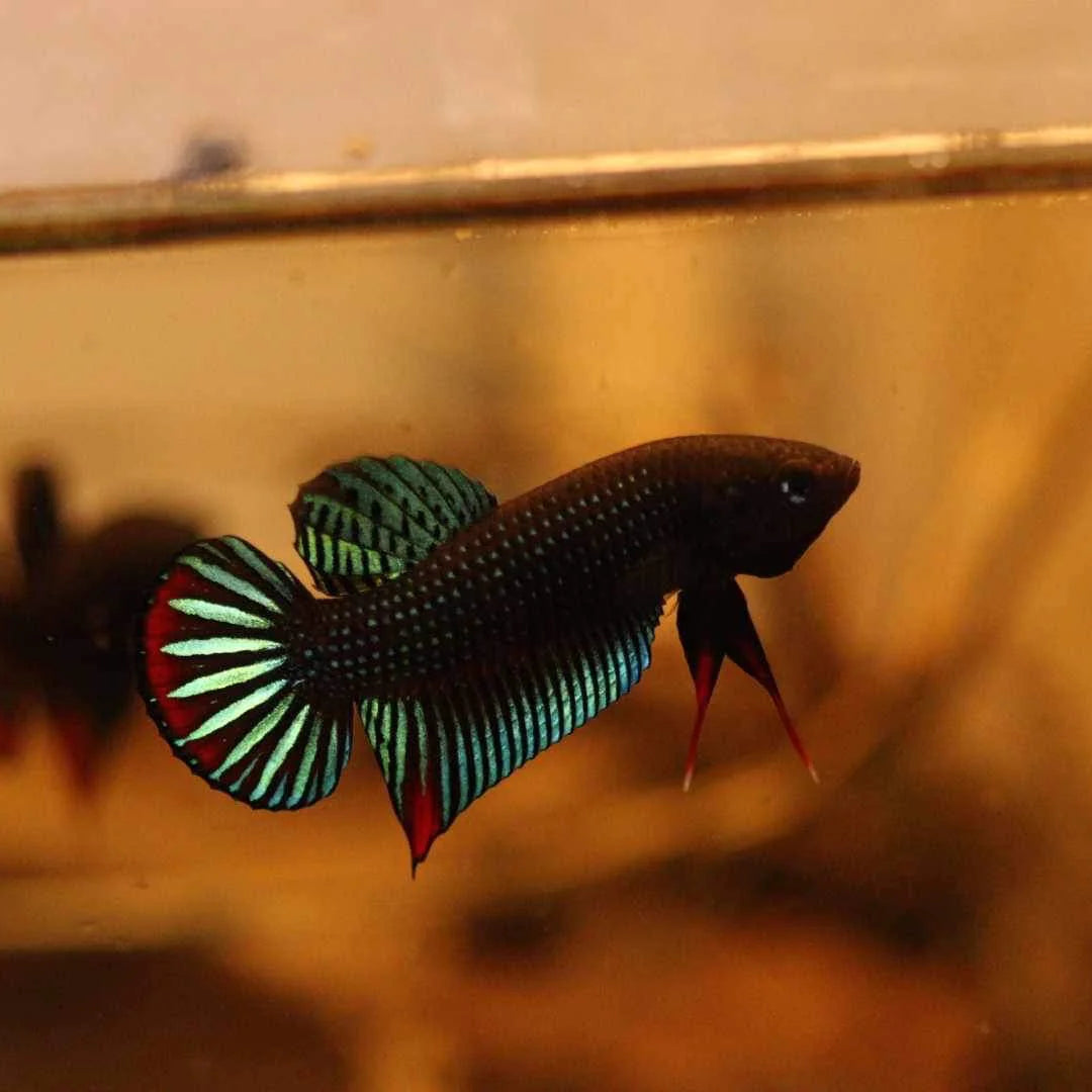 Pure Betta Siamorentalis Male - Original species