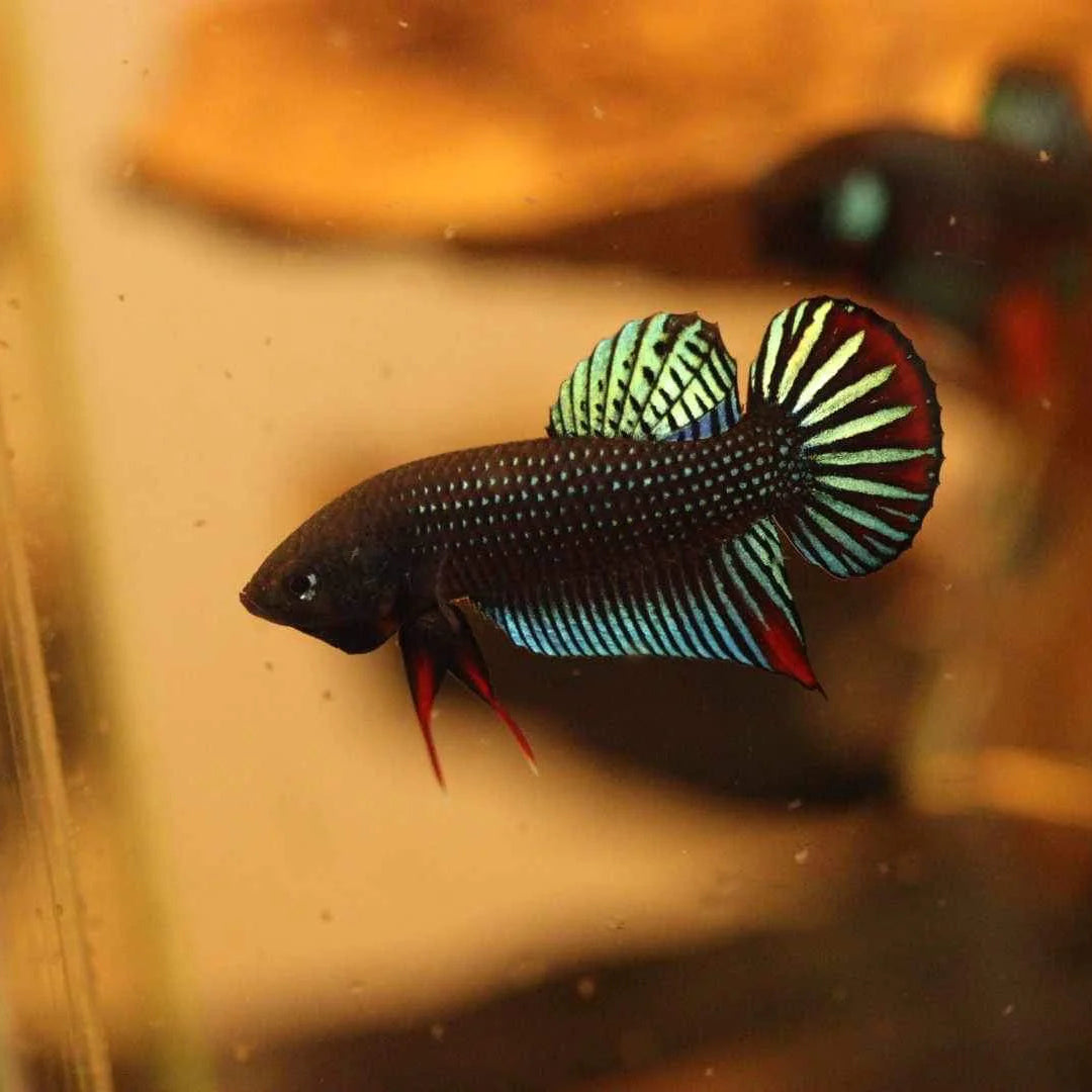 Pure Betta Siamorentalis Male - Original species