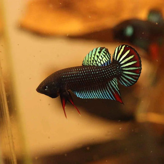 Pure Betta Siamorentalis Male - Original species