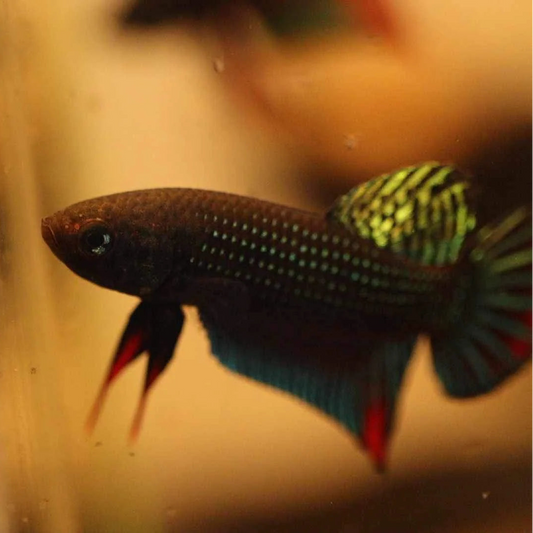 Pure Betta Siamorentalis Male - Original species