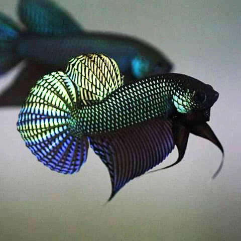 Pure Wild Betta Smaragdina Guitar Green - Male