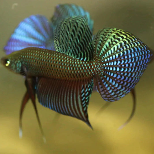 Pure Wild Betta Smaragdina Guitar Green - Male