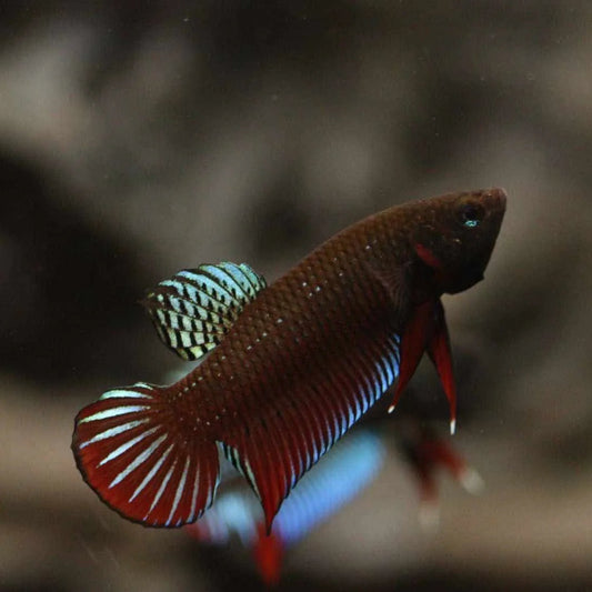 Pure Wild Betta Splendens Original species-Rare
