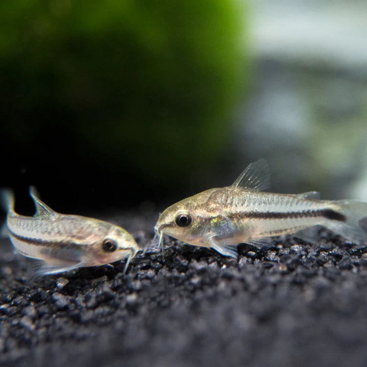 Pygmy CoryDoras