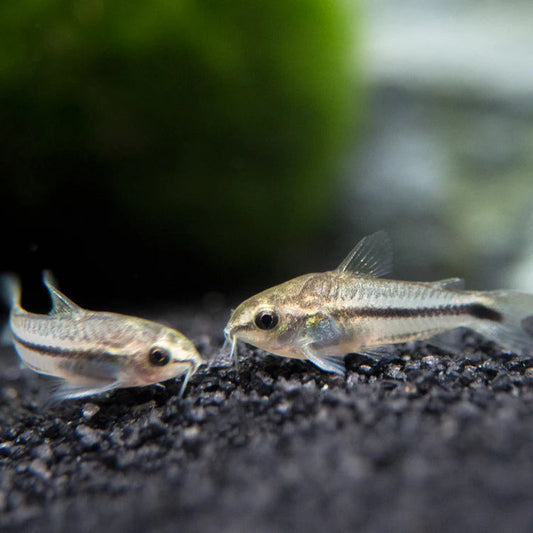 Pygmy CoryDoras