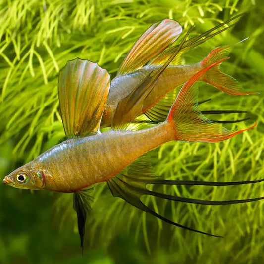 Rainbowfish Threadfin (Iriatherina werneri)