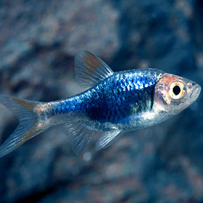 Purple Harlequin Rasbora (Rasbora sp.)