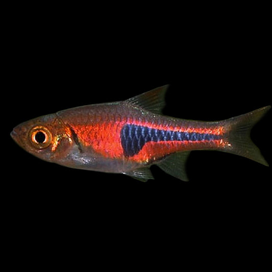 Rasbora Espe's (Trigonostigma espei)