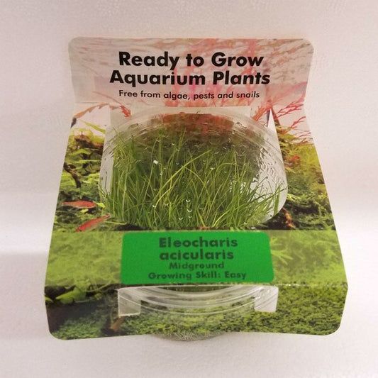 Ready to Grow Eleocharis acicularis