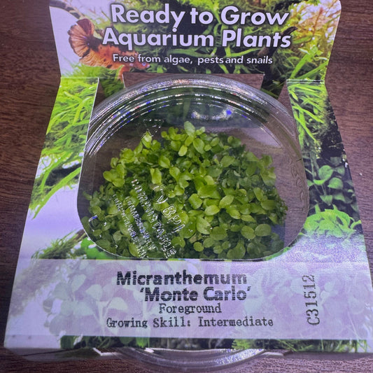 Ready to Grow Micranthemum tweediei Monte Carlo TC