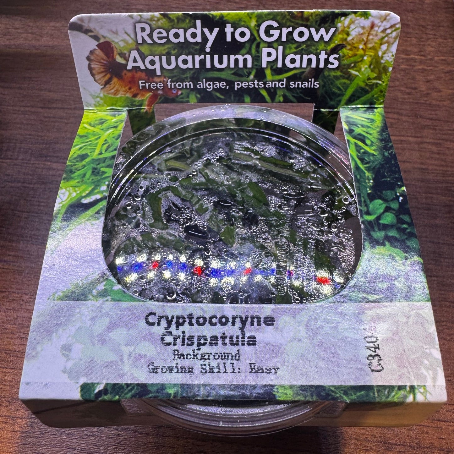 Ready to Grow Cryptocorne Crispatula TC